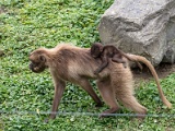 DSC03531.jpg